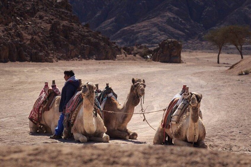 ATV Quad Bike, Buggy & Camel Ride – Echo Mountain Sharm El Sheikh 2