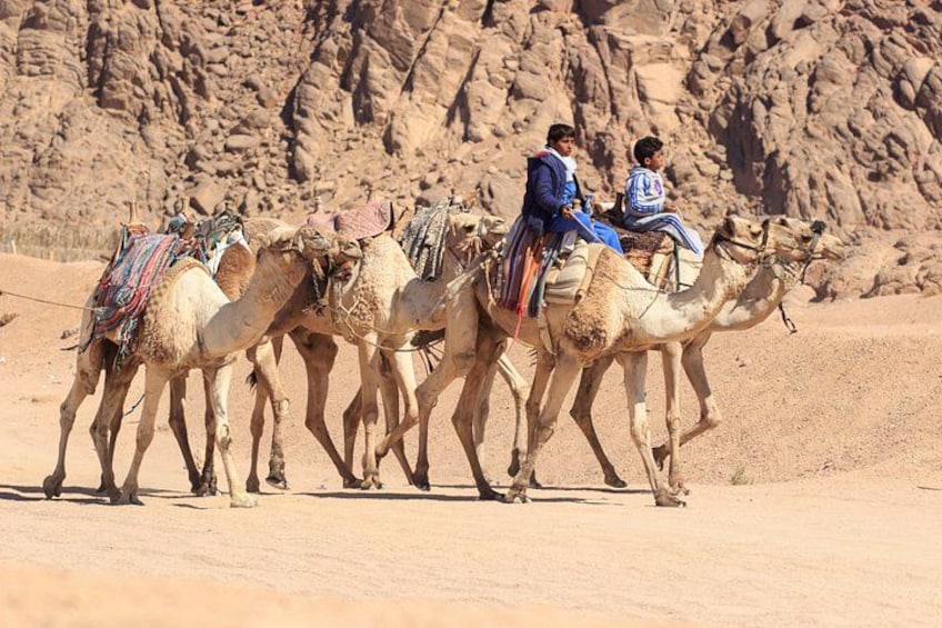 Camels with riders in a desert landscape. 2
