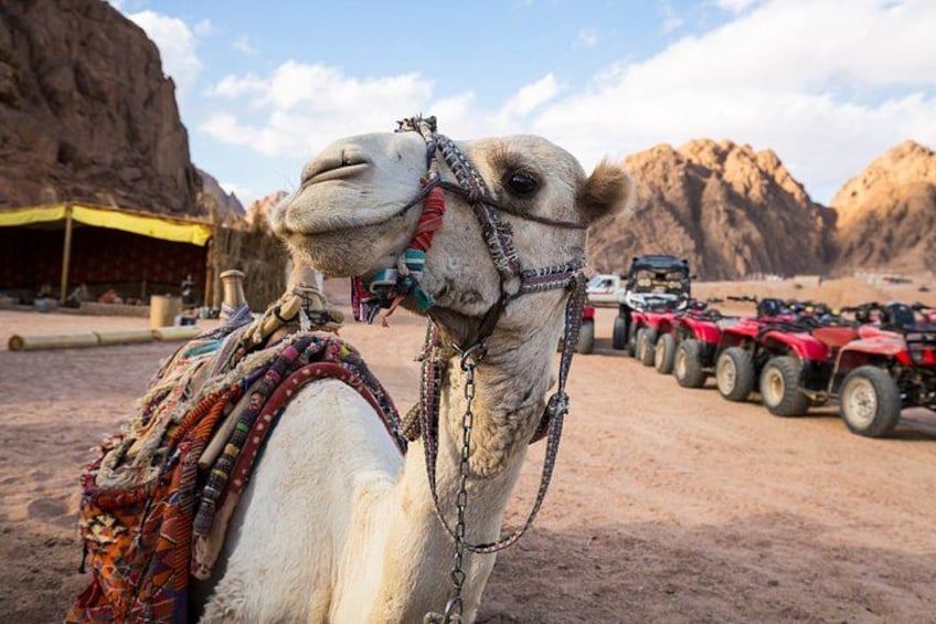 ATV Quad Bike, Buggy & Camel Ride – Echo Mountain Sharm El Sheikh 2