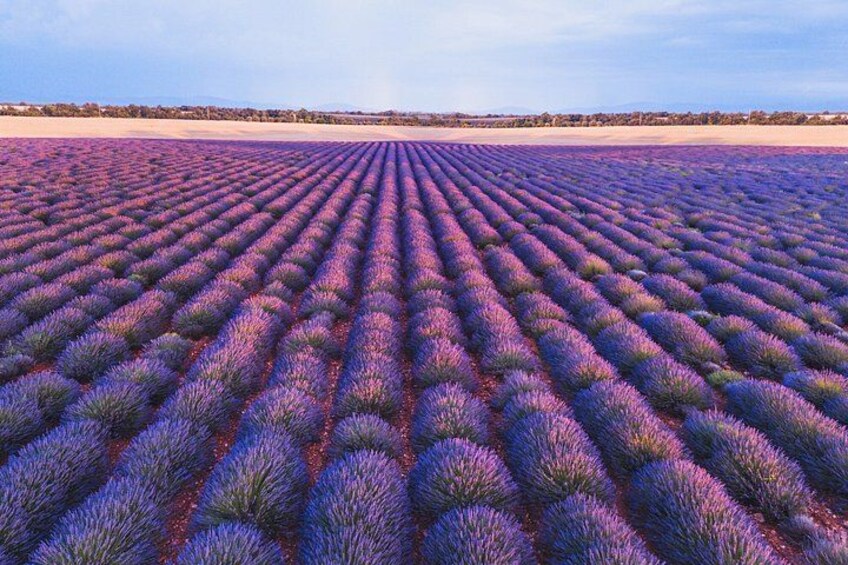 Private Tour: Provence Lavender & Local Flavors from Marseille 4