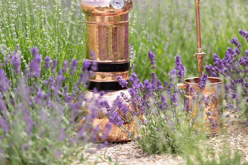 Private Tour: Provence Lavender & Local Flavors from Marseille 3