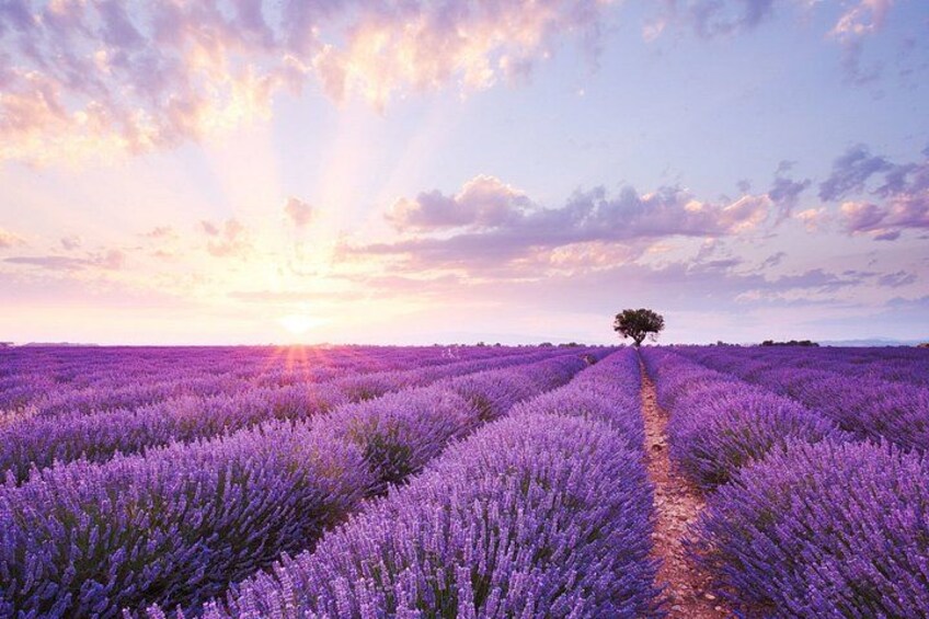 Private Tour: Provence Lavender & Local Flavors from Marseille 2