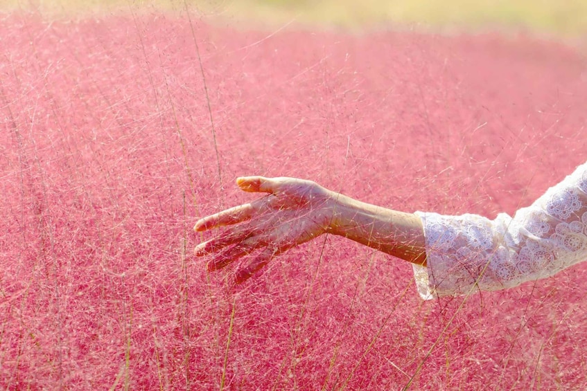A hand reaching out to touch a field of pink flowers. 5