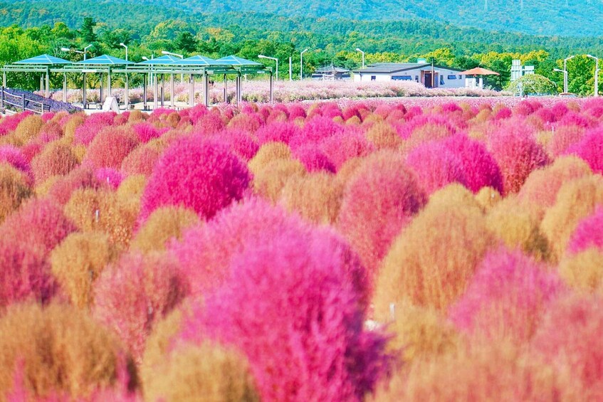 A field of pink and yellow flowers with green-roofed structures and buildings in the background. 3