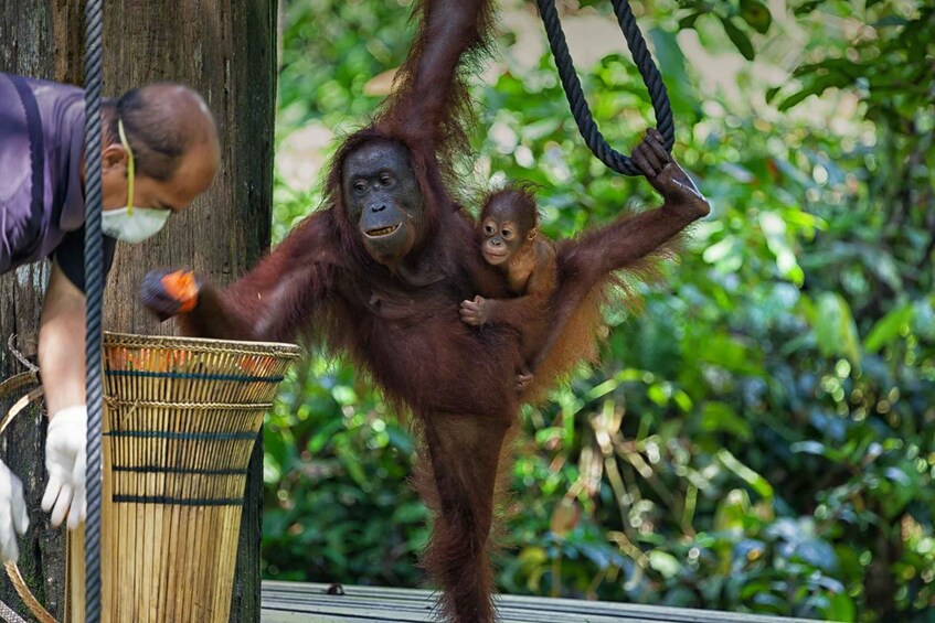 An orangutan with a baby clinging to its back, both hanging from a rope. 1