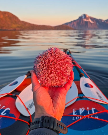A hand holding a sea urchin over a kayak with a mountainous landscape in the background. 5