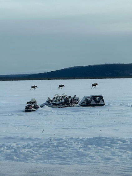 A snowy landscape with three snowmobiles and three moose. 3