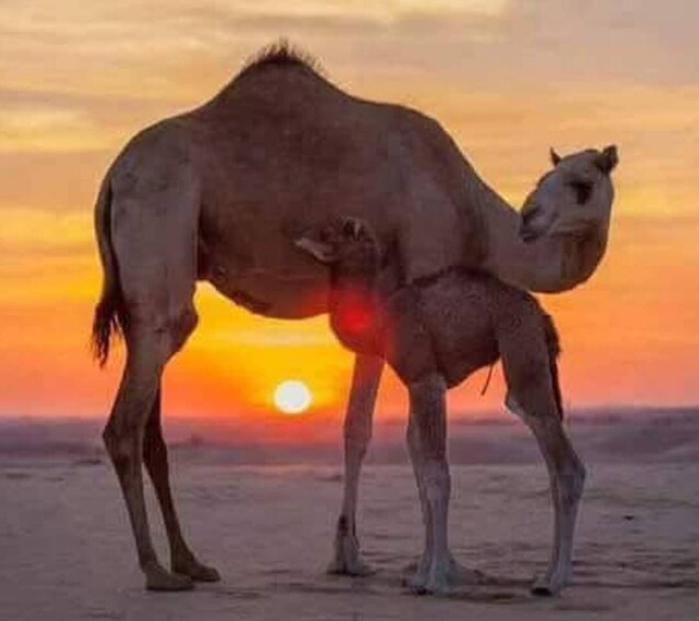 A camel with its foal in a desert landscape at sunset. 1