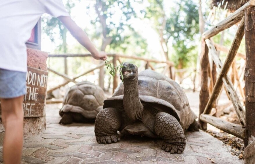 A tortoise being fed by a person in a zoo enclosure. 4