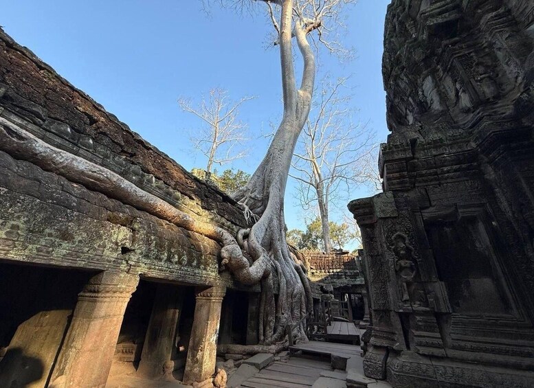 An ancient temple with intricate carvings and a large tree with roots entwined around the structure. 1