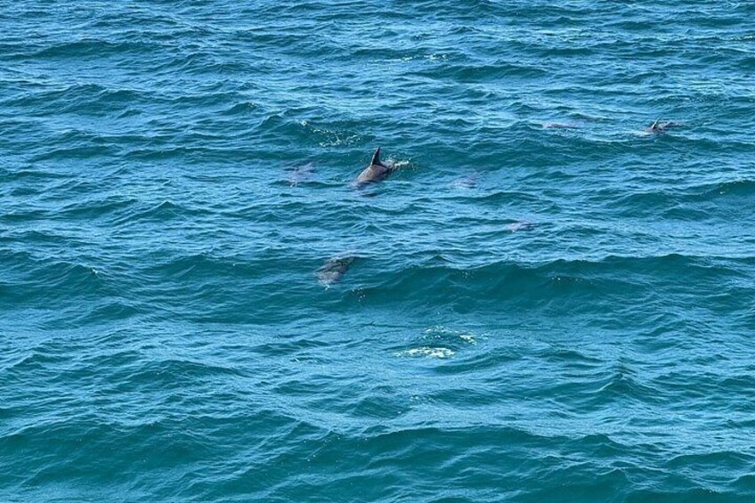 A body of water with dolphins swimming. 2