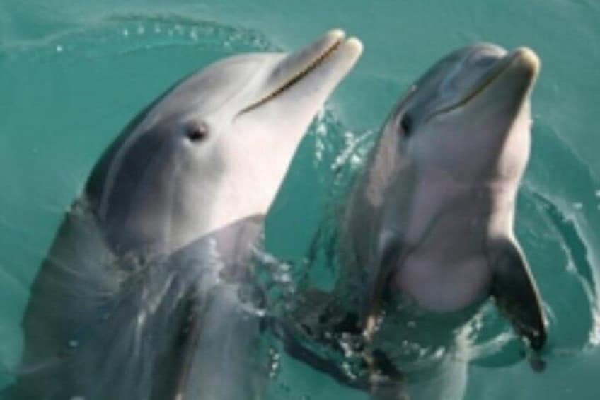 Two dolphins in clear water, seemingly interacting or playing. 3