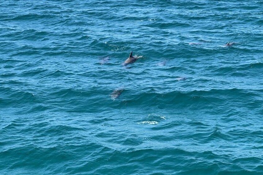 Delfines nadando en el océano. 2