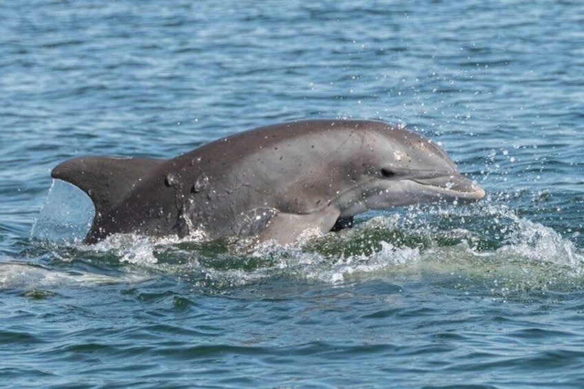 A dolphin leaping out of the water. 4