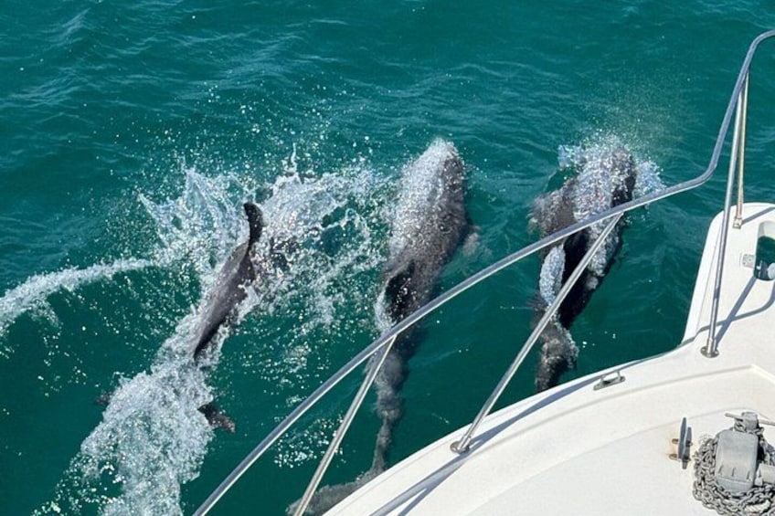 Un bateau avec des dauphins qui sautent hors de l’eau. 3