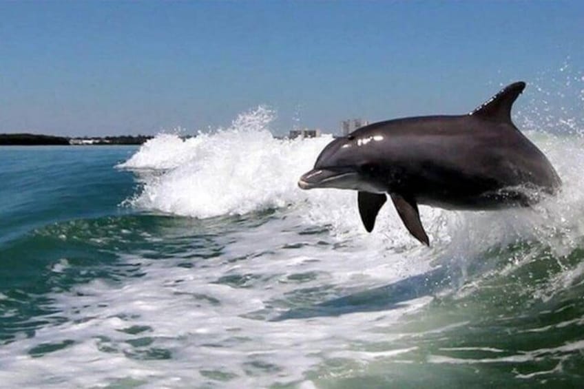 A dolphin leaping out of the water. 5