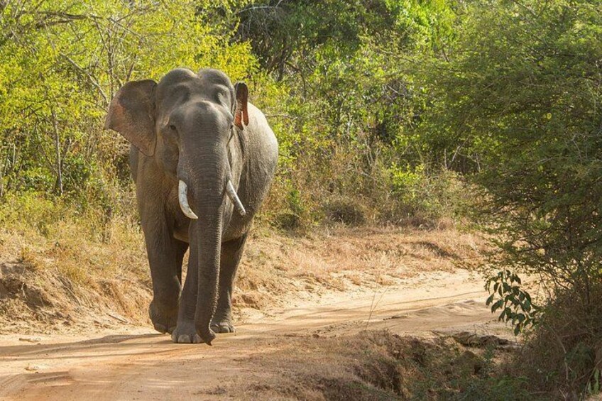 Un éléphant marchant sur un chemin de terre, entouré de verdure. 2