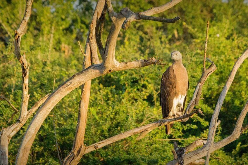 Un oiseau était perché sur une branche. 3