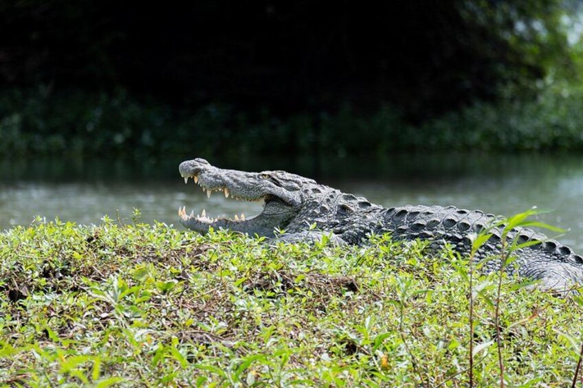 Un crocodile sur une berge herbeuse, près de l’eau. 4