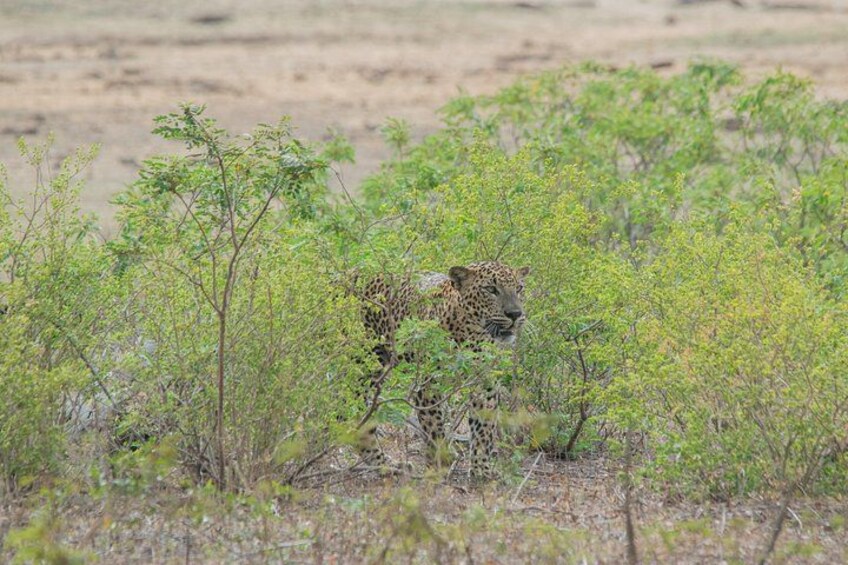 Un léopard dans son habitat naturel, caractérisé par une végétation clairsemée et un sol sec. 5