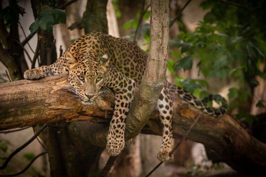 Un léopard se reposant sur une branche d’arbre dans une zone boisée. 1