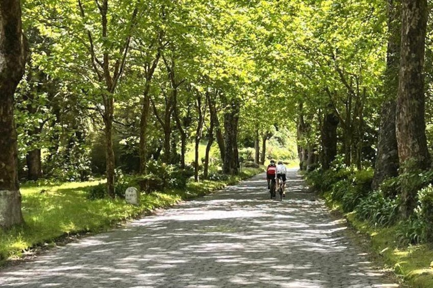 Un sendero pavimentado bordeado de árboles, con ciclistas a lo lejos. 4
