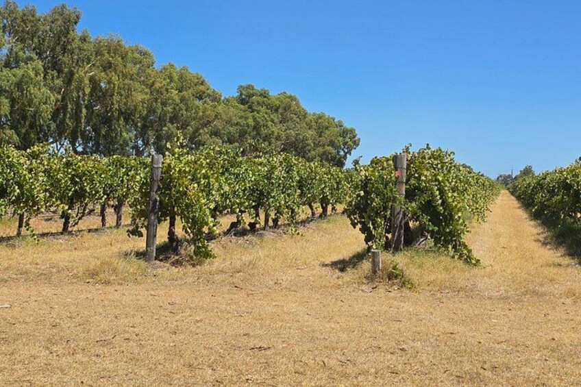 Private Tour Caversham Wildlife Park and Swan Valley from Perth 5