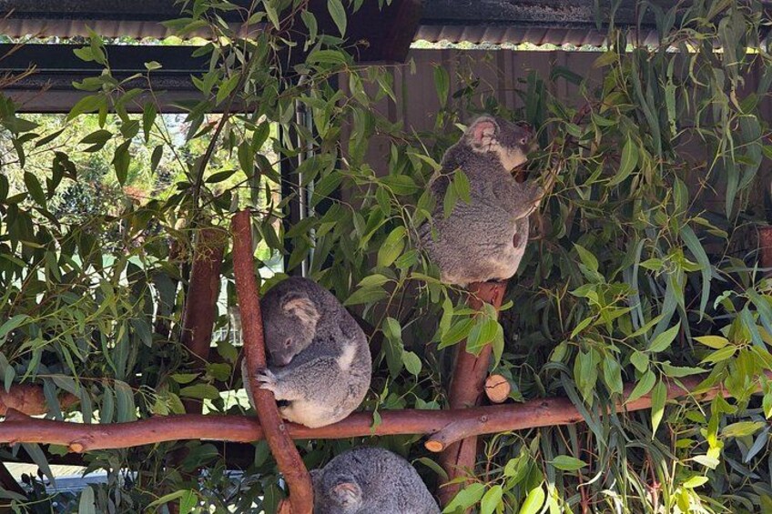 Private Tour Caversham Wildlife Park and Swan Valley from Perth 1