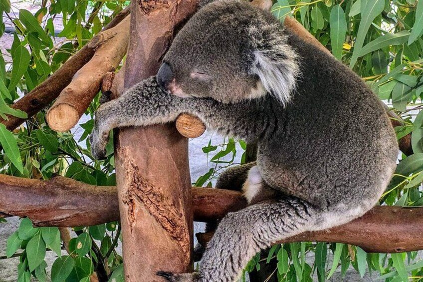 Private Tour Caversham Wildlife Park and Swan Valley from Perth 2