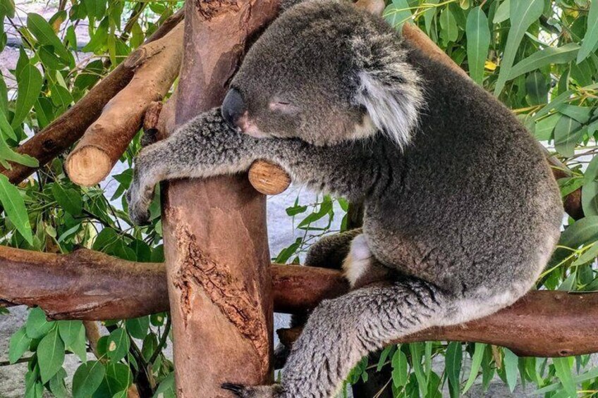 Private Tour Caversham Wildlife Park and Swan Valley from Perth 2
