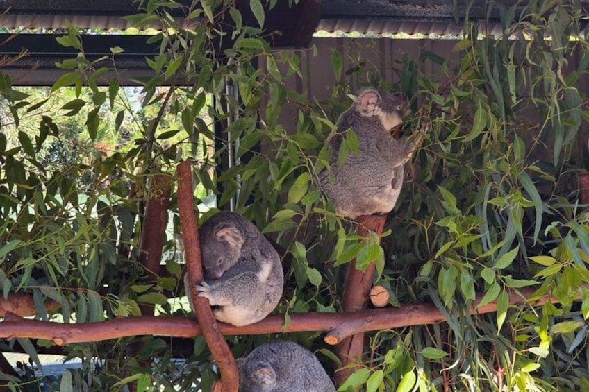Private Tour Caversham Wildlife Park and Swan Valley from Perth 1