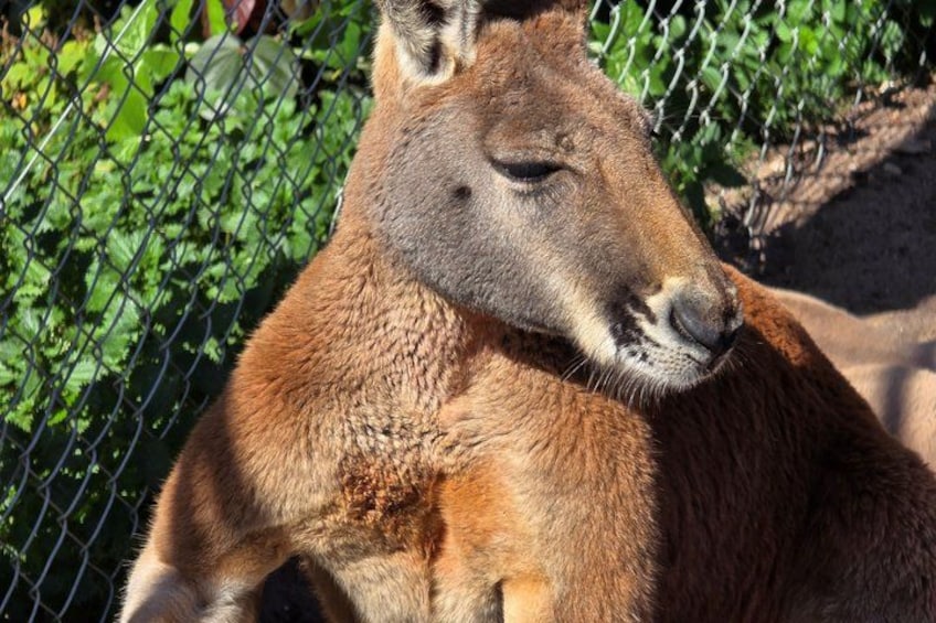 Private Tour Caversham Wildlife Park and Swan Valley from Perth 5