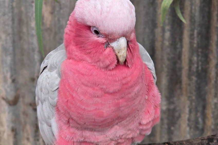 Private Tour Caversham Wildlife Park and Swan Valley from Perth 4