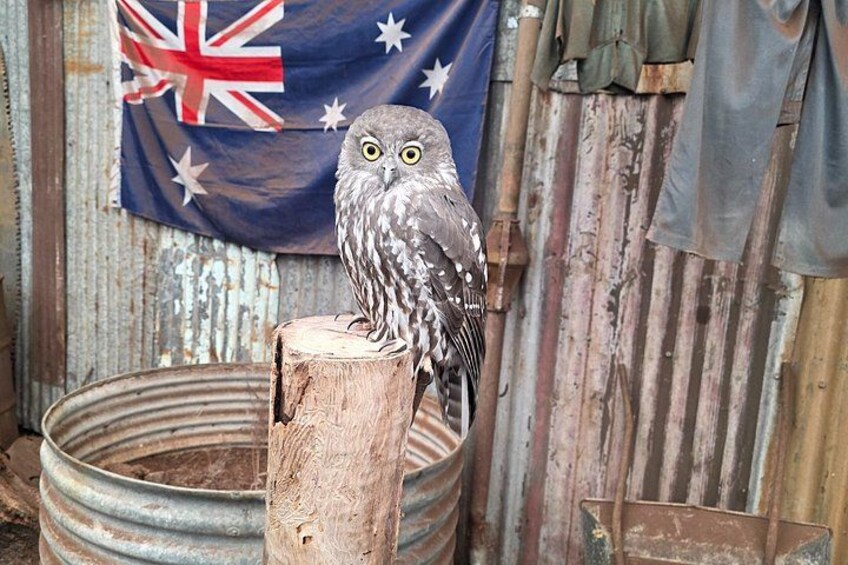 Private Tour Caversham Wildlife Park and Swan Valley from Perth 4