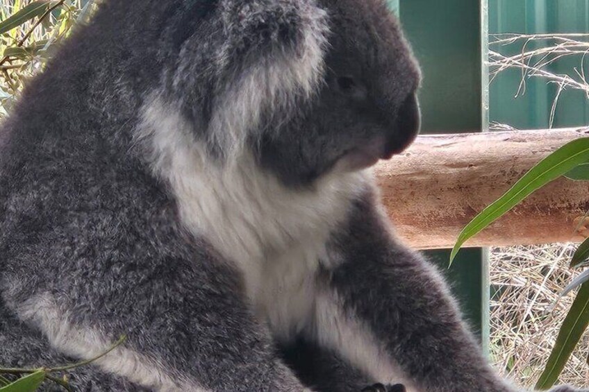 Private Tour Caversham Wildlife Park and Swan Valley from Perth 3
