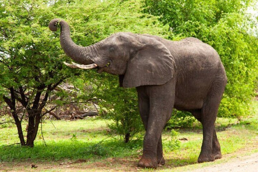 Een olifant staat naast een boom in een grasrijke omgeving. 5