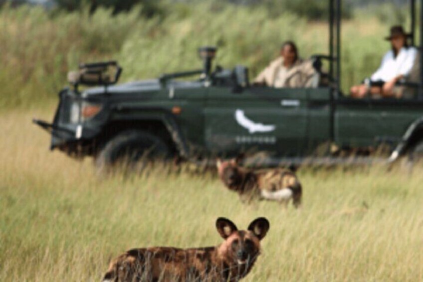 Een safarivoertuig met passagiers die dieren in een grasvlakte observeren. 2