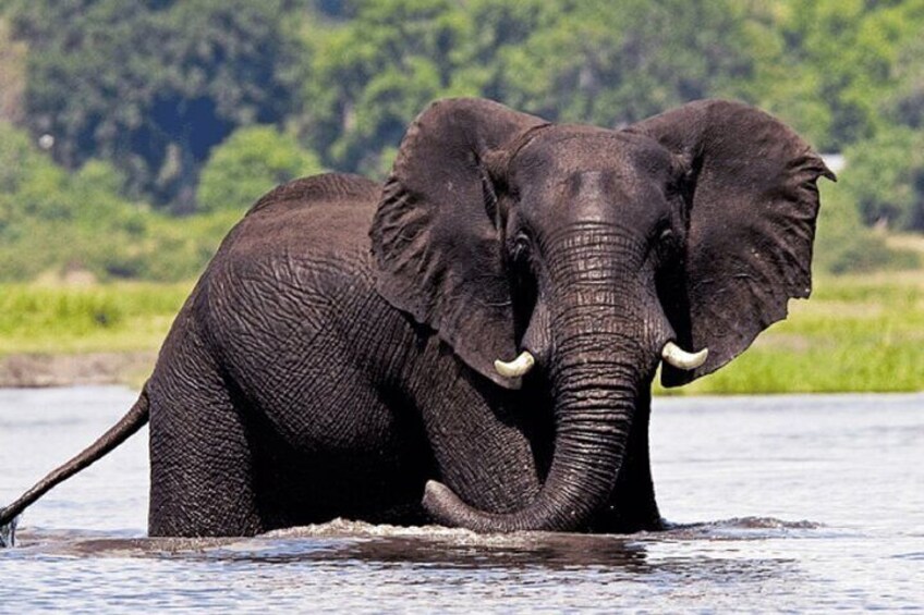 Een olifant in het water, met een bebost landschap op de achtergrond. 1