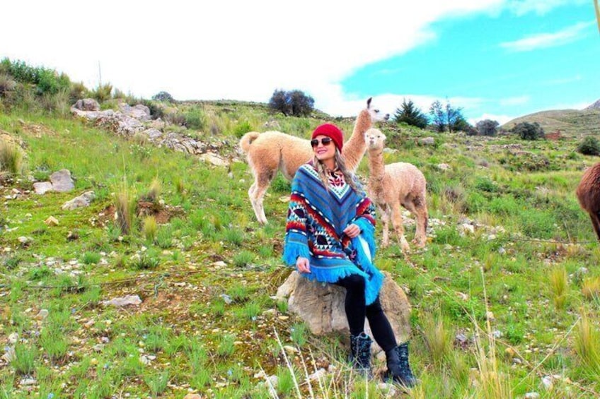 A person sitting on a rock with llamas in a grassy field. 1