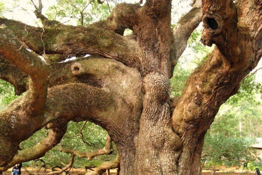 A large, twisted tree with a hollow in the trunk and a dense canopy. 5