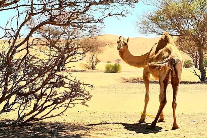 A camel standing in a desert with sparse vegetation and a clear sky. 4