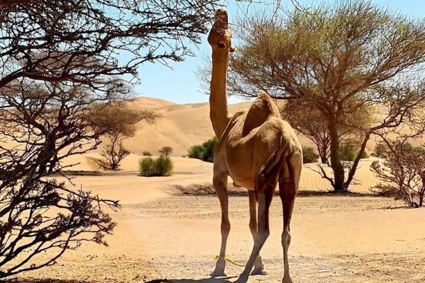 A camel in a desert landscape with sparse vegetation and sand dunes. 3