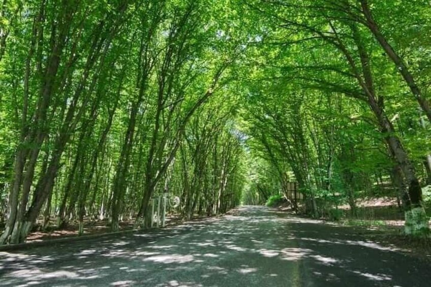 A tree-lined path with dense foliage and a clear sky. 4