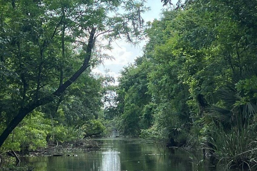 A river surrounded by dense green foliage. 2