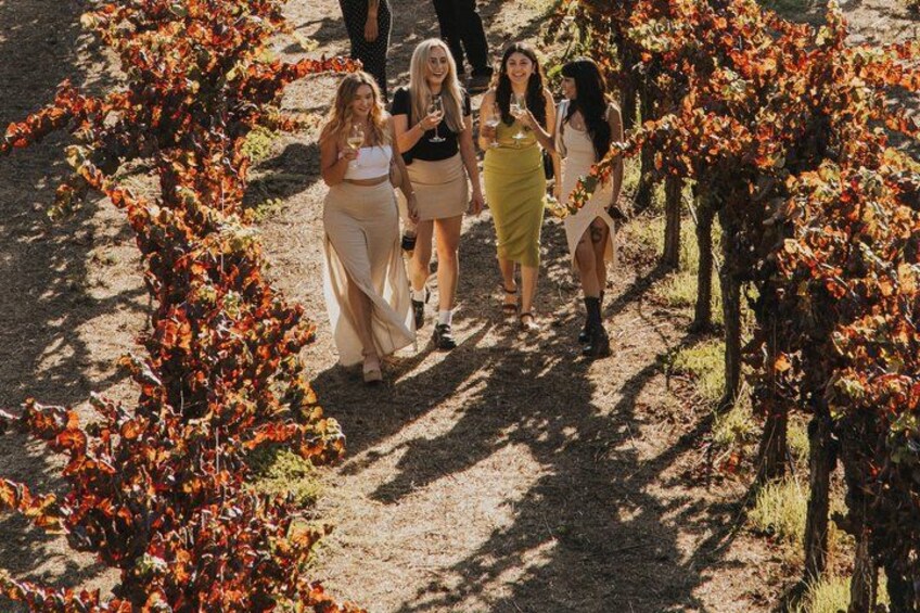 A group of people walking through a vineyard with rows of grapevines. 1