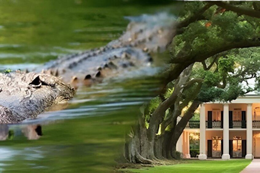 A crocodile in water, a tree, and a building with columns. 1