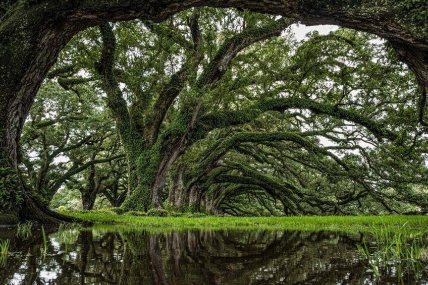A tree-lined waterway with a canopy overhead. 5