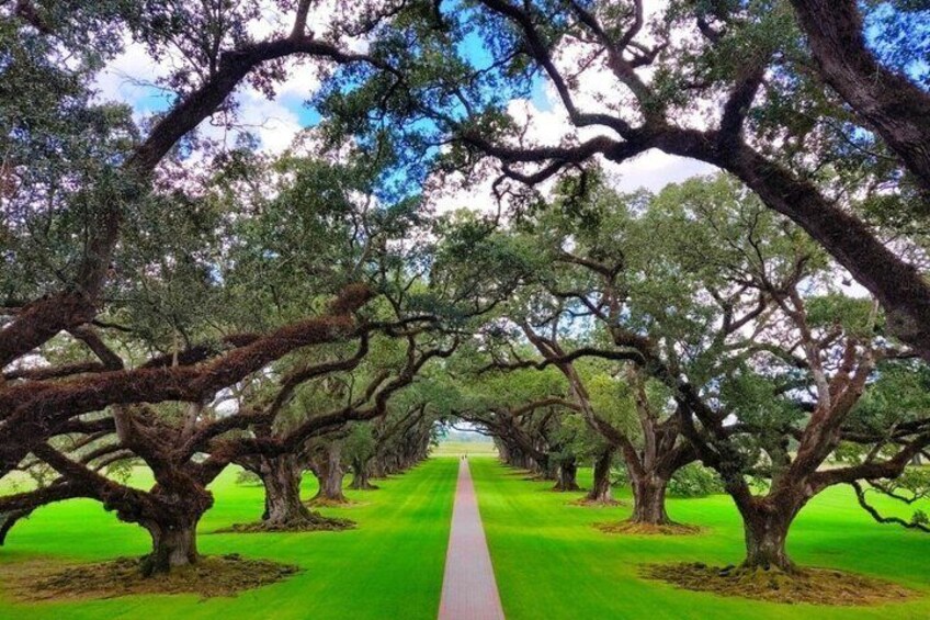 A pathway flanked by large trees with dense foliage. 3