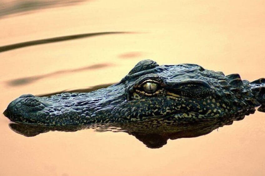 A crocodile's head partially submerged in water. 4