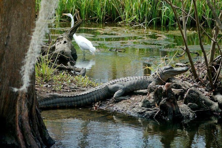 A crocodile near water with a white bird and a tree trunk. 2